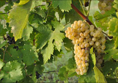 produzione vinsanto